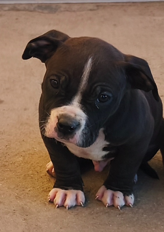 American Bully XL - 2