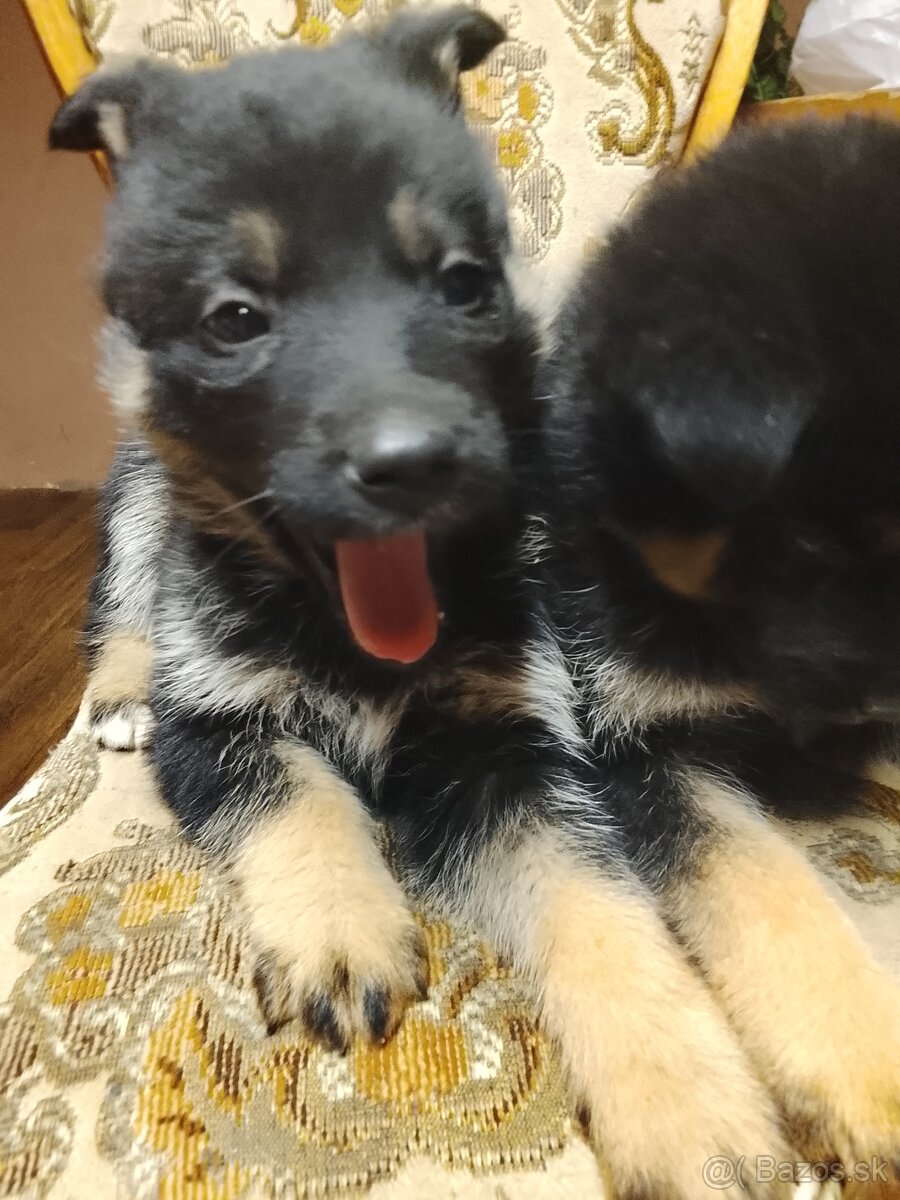 Šteniatka nemeckého ovčiaka - 2