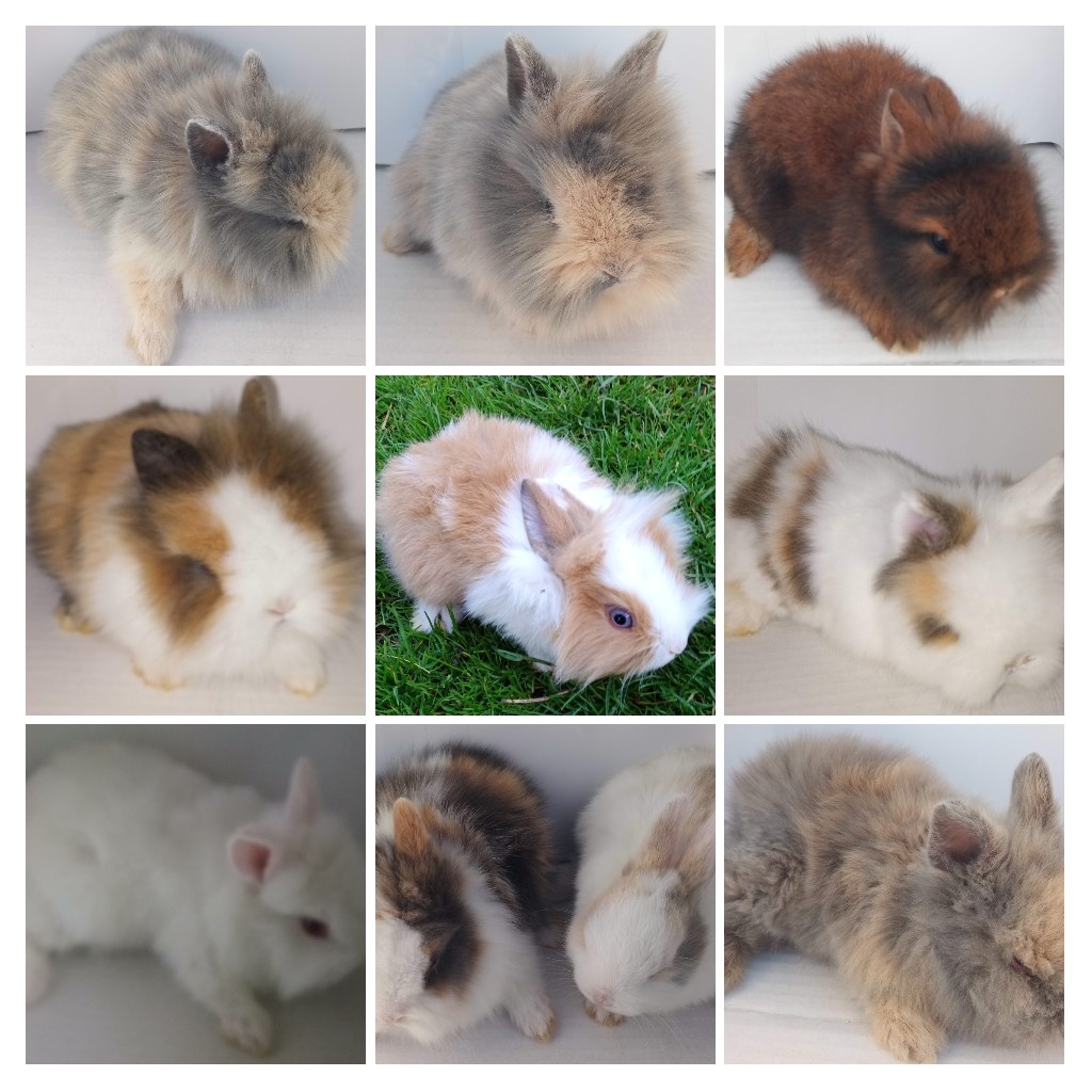 Predám zdrobnelé králiky, - 2