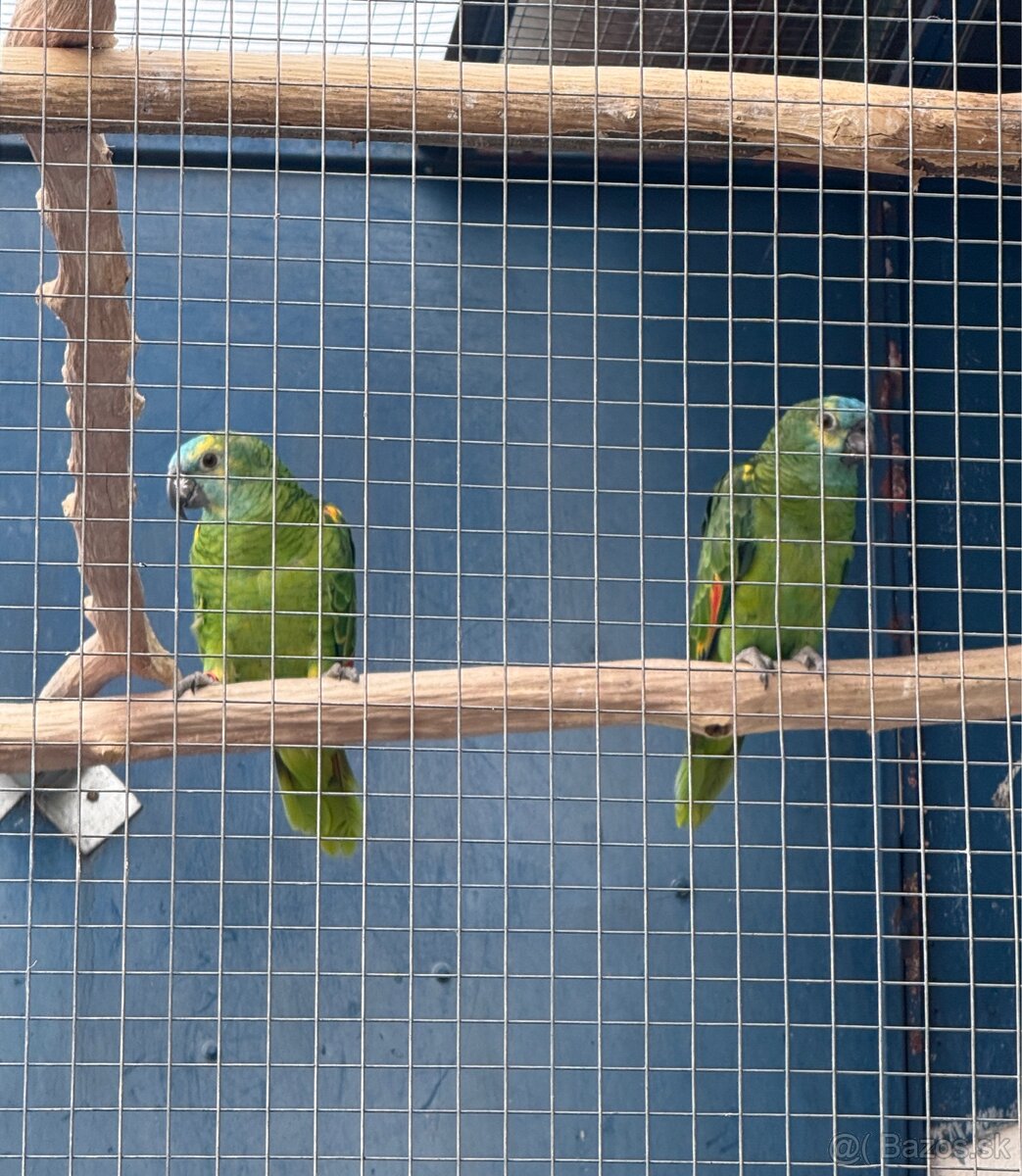 Amazonan modrocely (Amazona aestiva) - 2