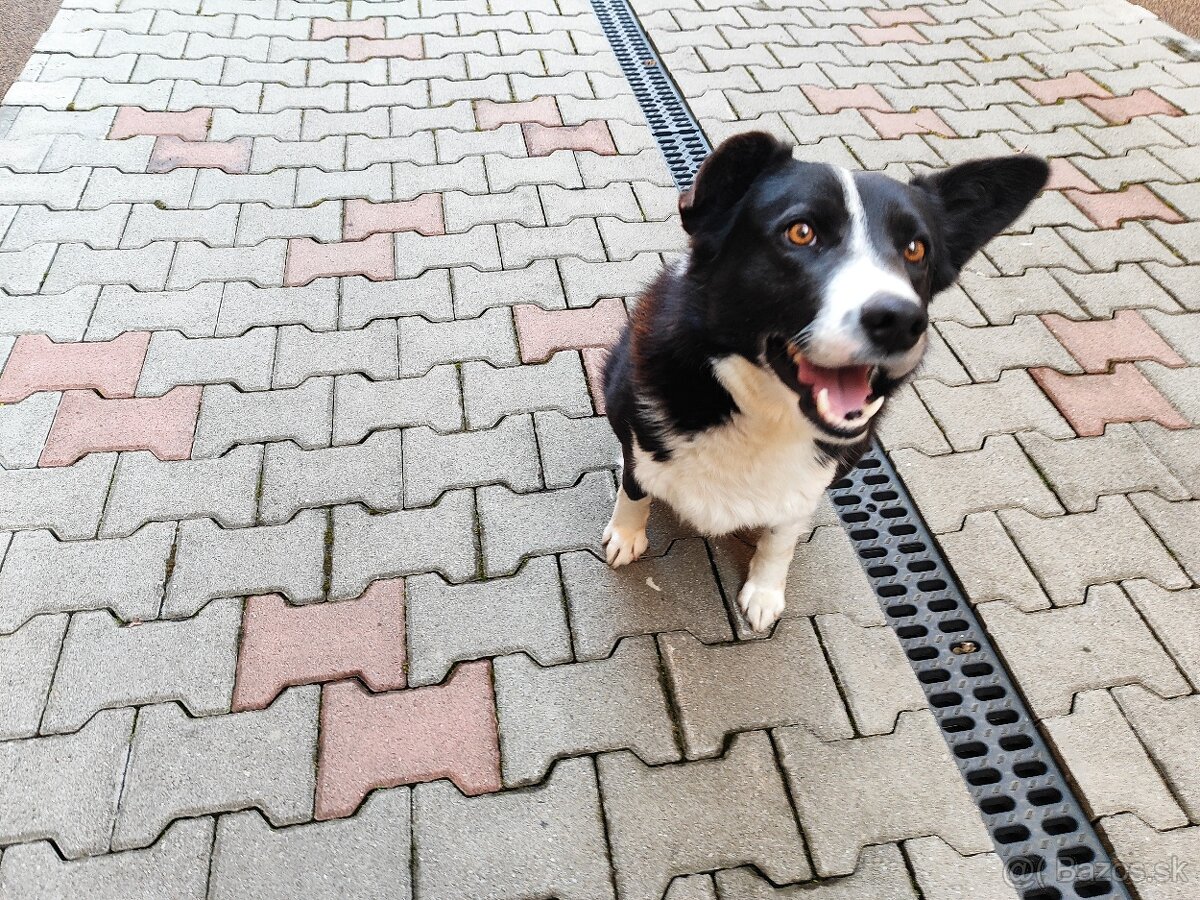 Predám border koliu pes - 2