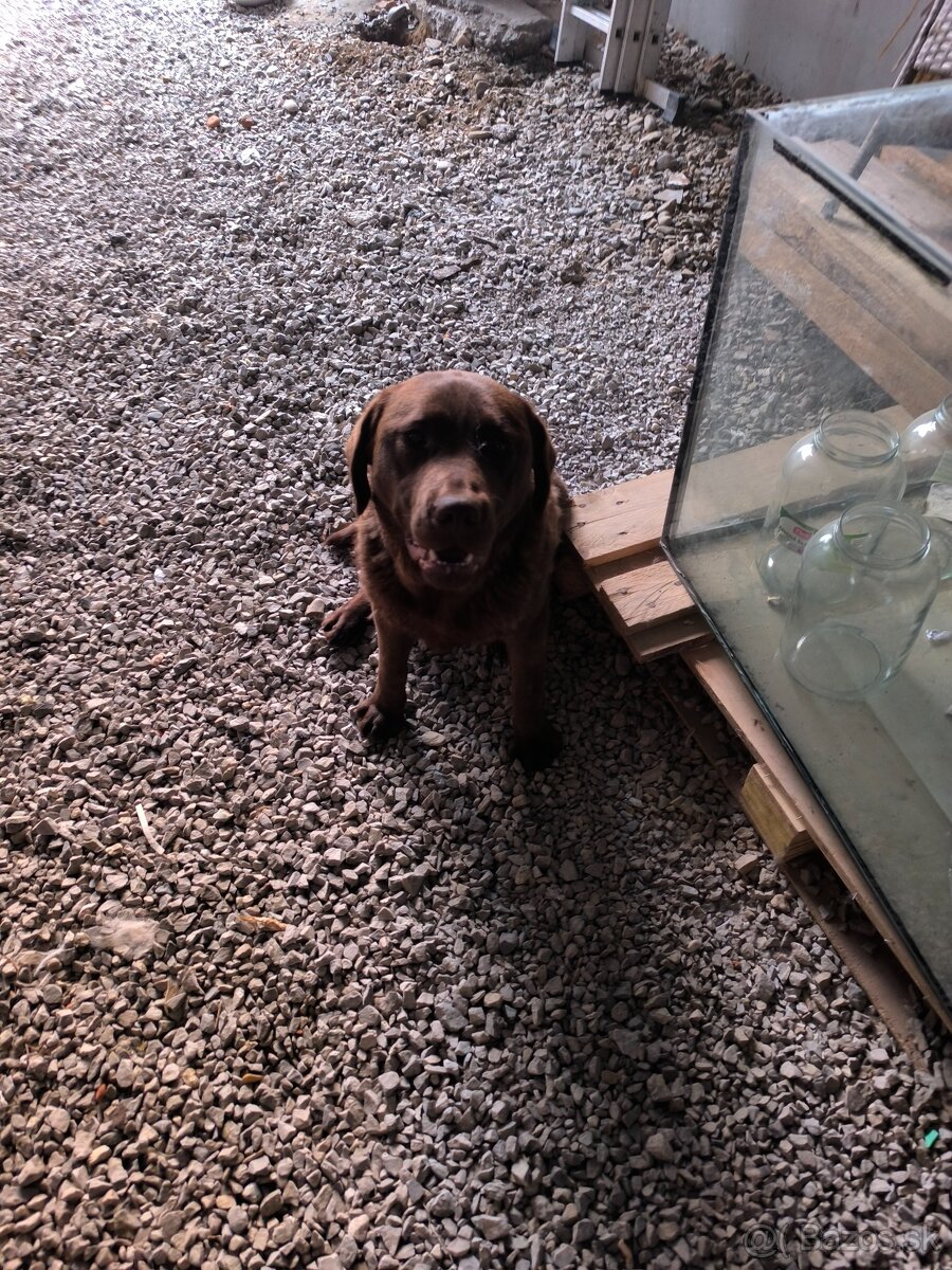 Labrador - 2