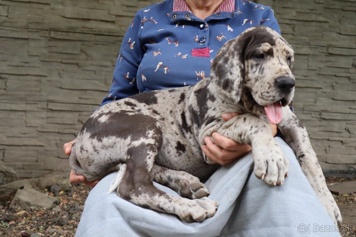 Nemecká doga s PP FCI Harle Černá Merle po šampiónoch - 2