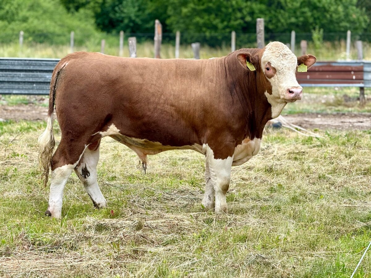 Plemenný býk Mäsový simentál PREDANÝ - 2