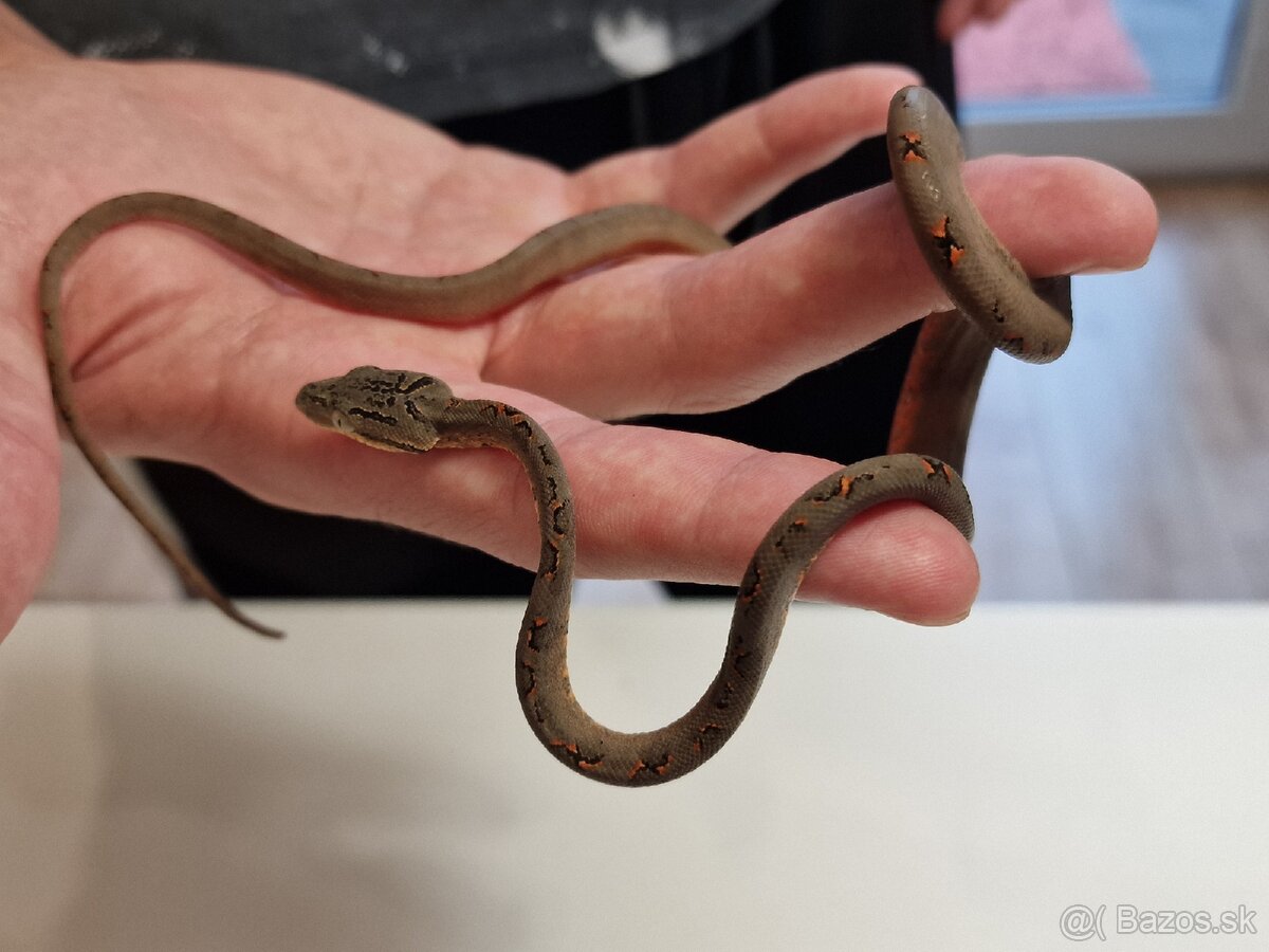 Corallus Hortulanus - 2