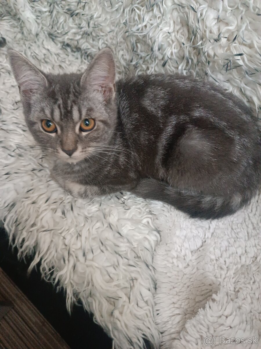 Britske maciatka - 2