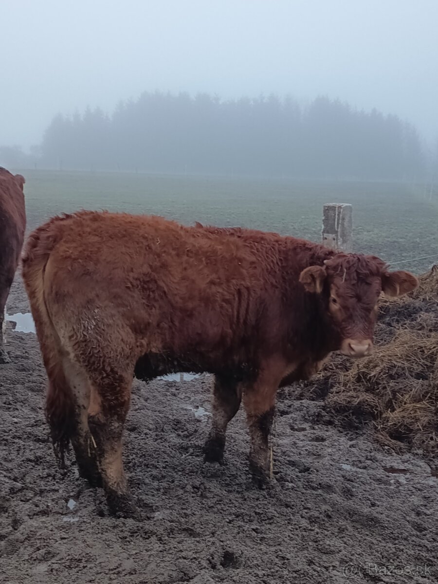 Jalovice Limousine - 2