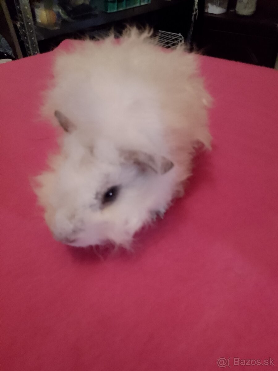 Morča Lunkaria-peruanec California - 2