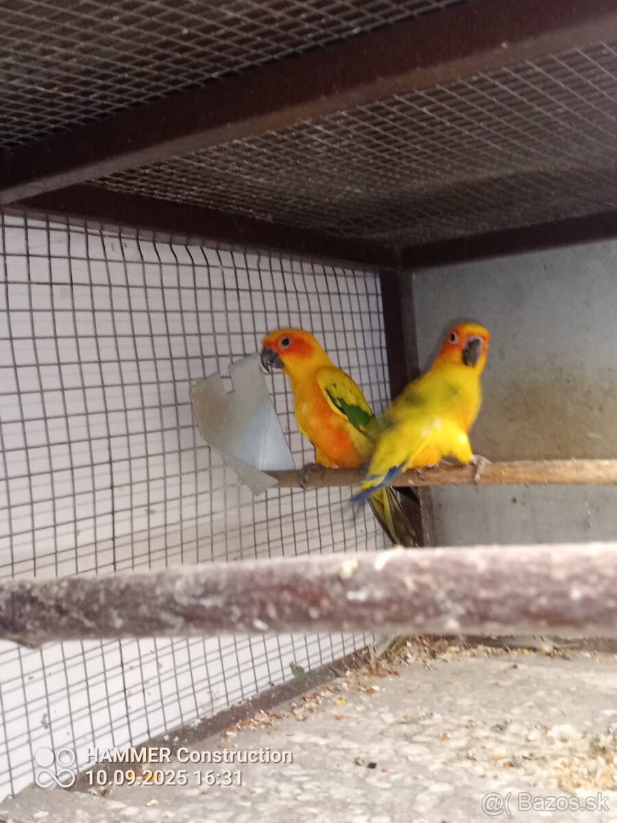 Aratinga slnečná pár. - 2