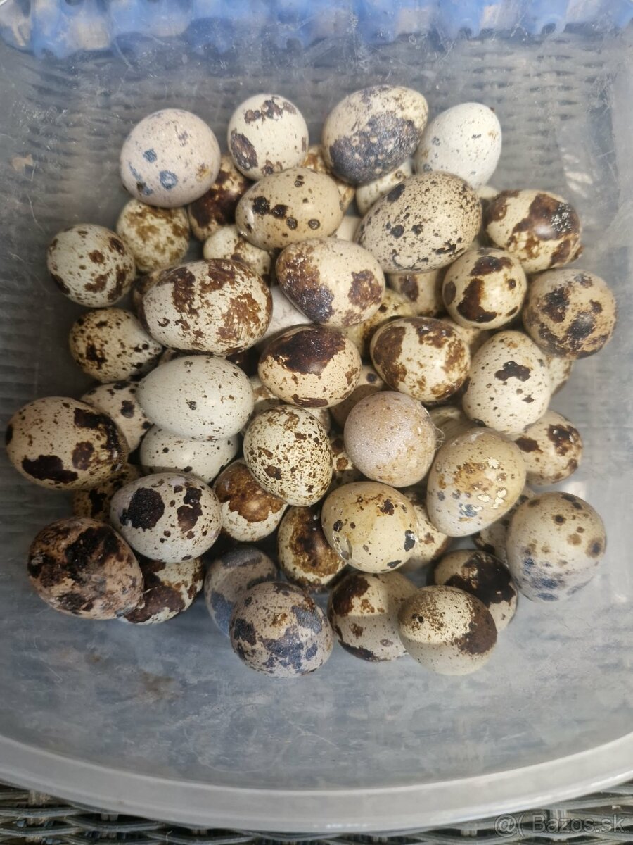 Prepeličie vajíčka - 2