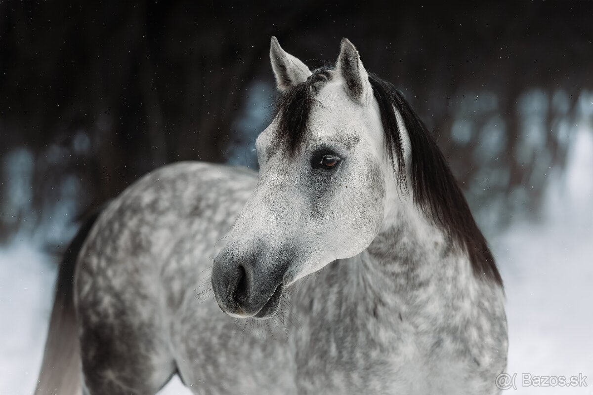 Pripúšťanie QH žrebcom - 2