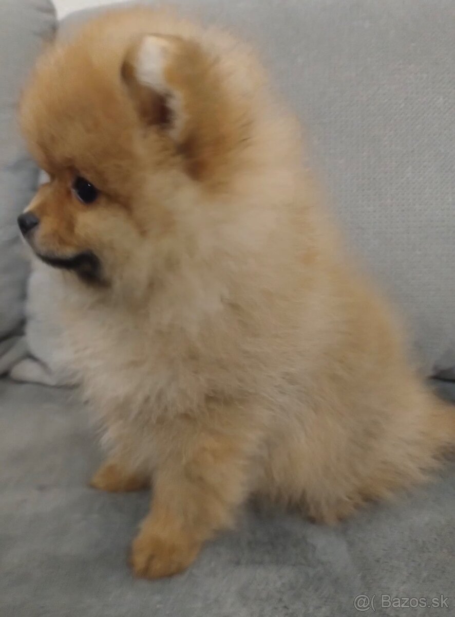 Pomeranian - 2