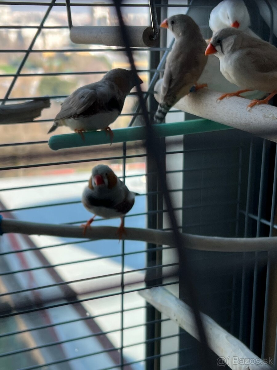 Súrne predám zebricky - 2