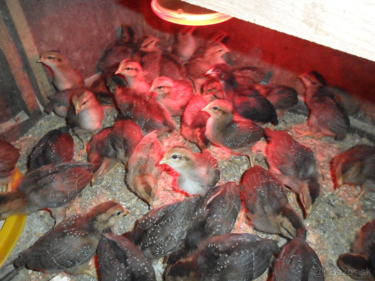 Kuriatka- Vlaška jarabičia - 2