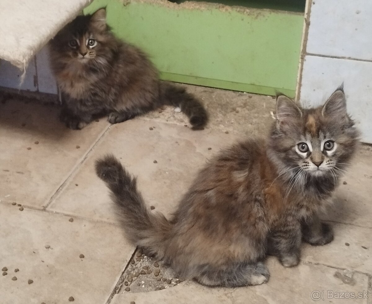 Mainska Myvalia mačka. - 2