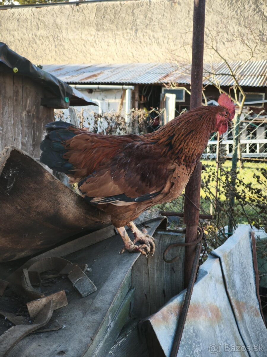 Predám mladé kohúty - SÚRNE - 2