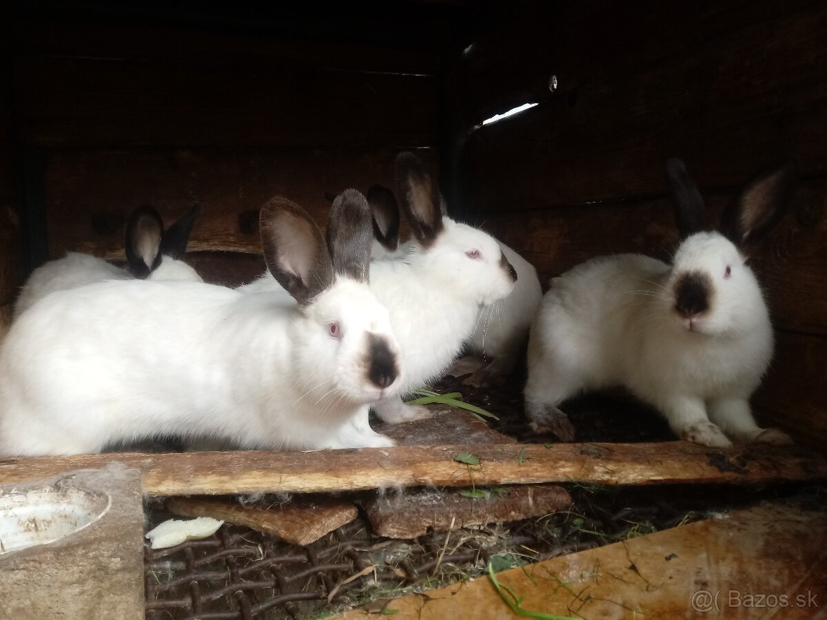 KALIFORNSKÉ KRÁLIKY - 2