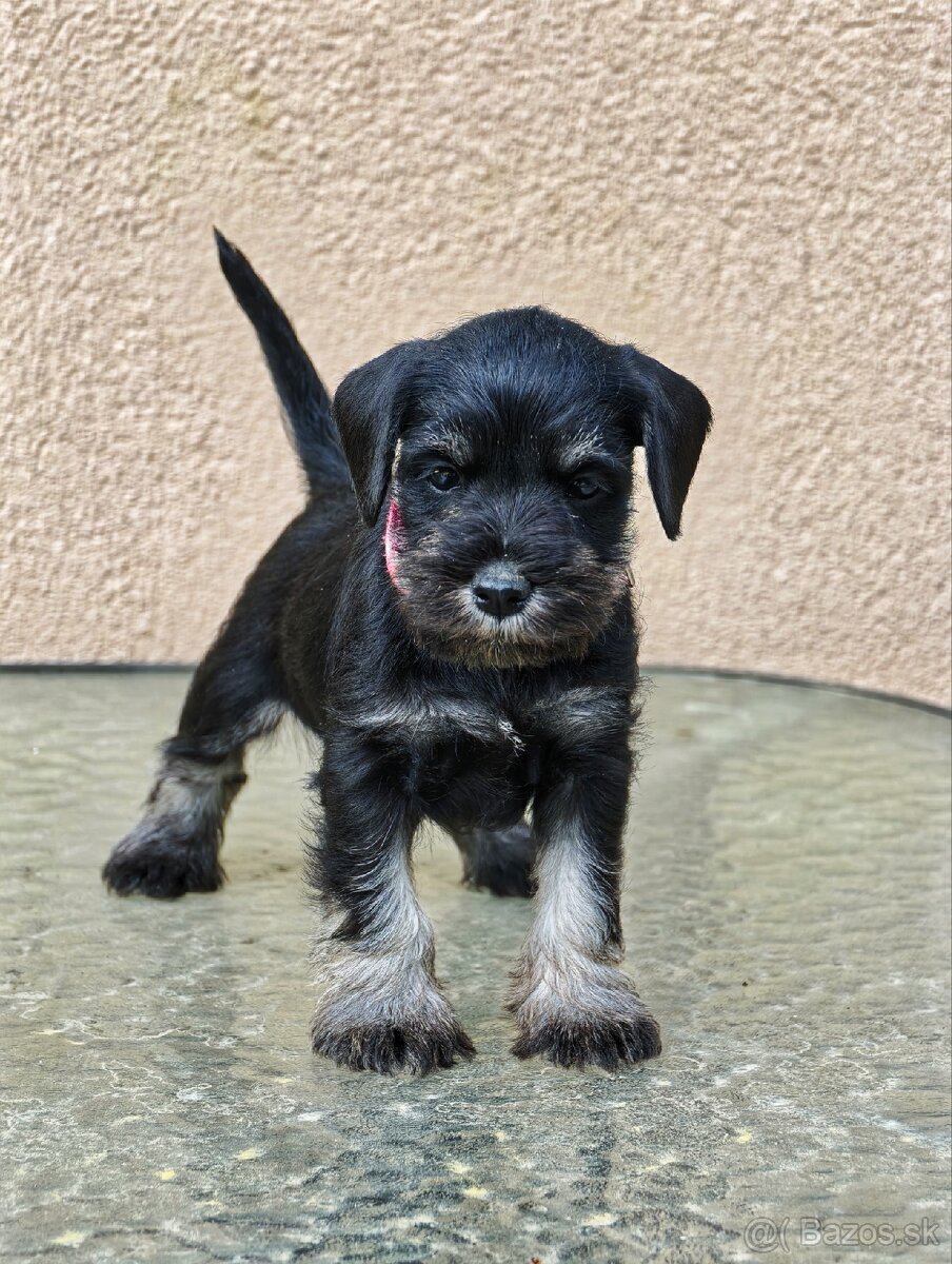 Bradáč malý čiernostrieborný - 2