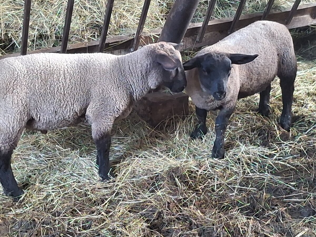 Suffolk - 2