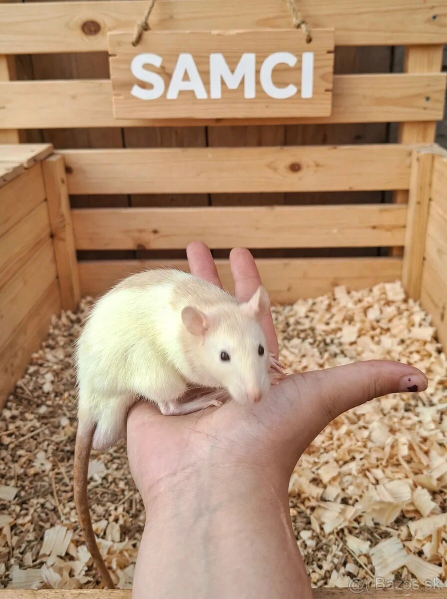 Predám potkaniky dumbo - 2