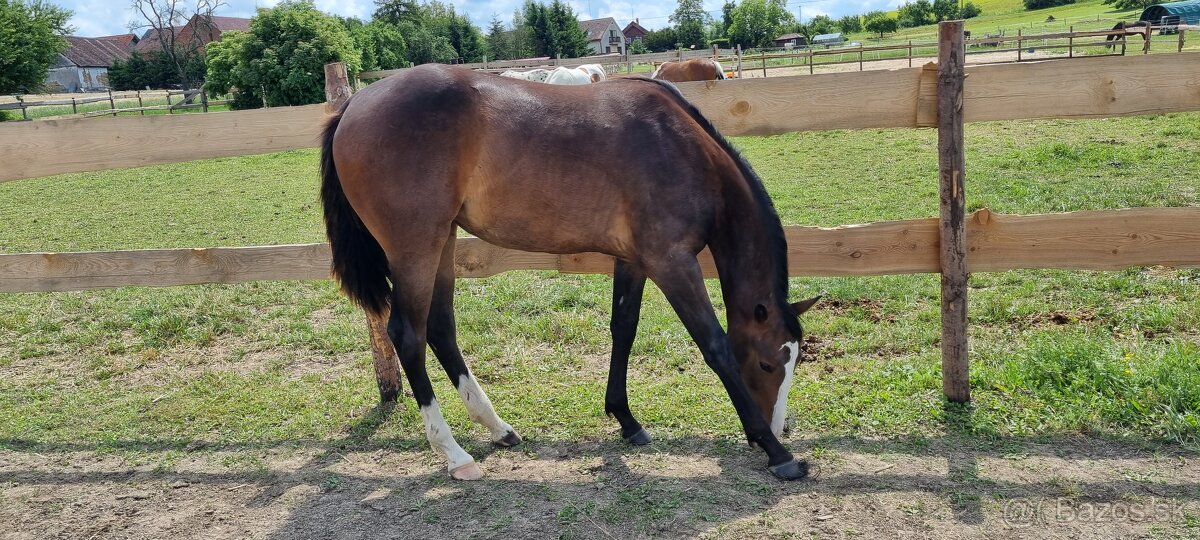 SLEVA, All around klisna APH (VS CodeRed) - 2