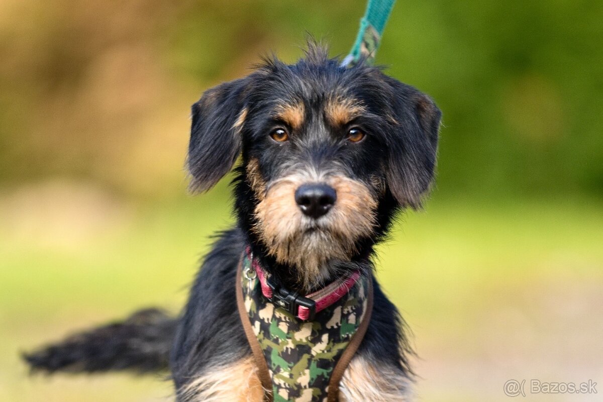 Darujem malú strapatú sučku Ariel - mix jazvečík, bradáč - 2