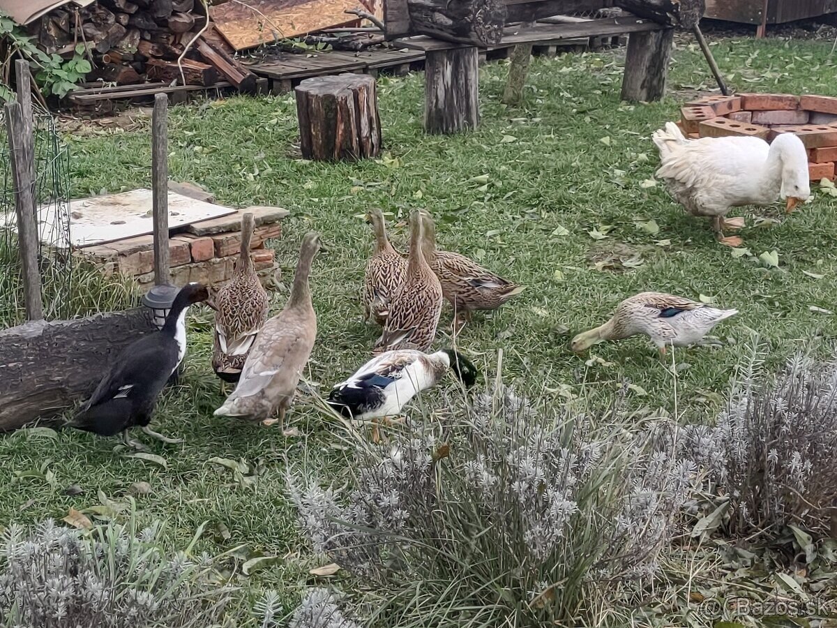 Indicke bezce na predaj - 2