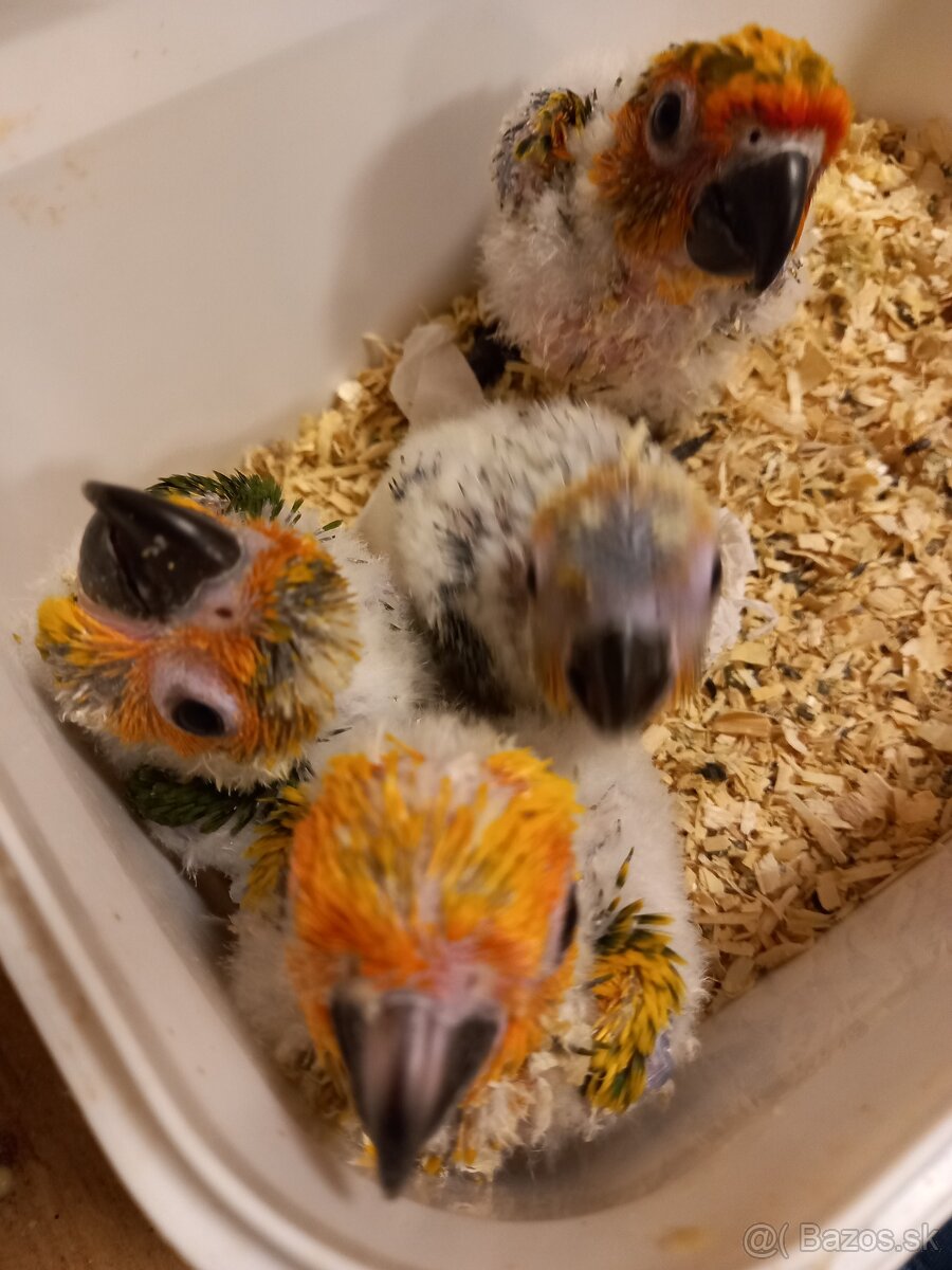 Ručne dokrmená aratinga slnecna - 2