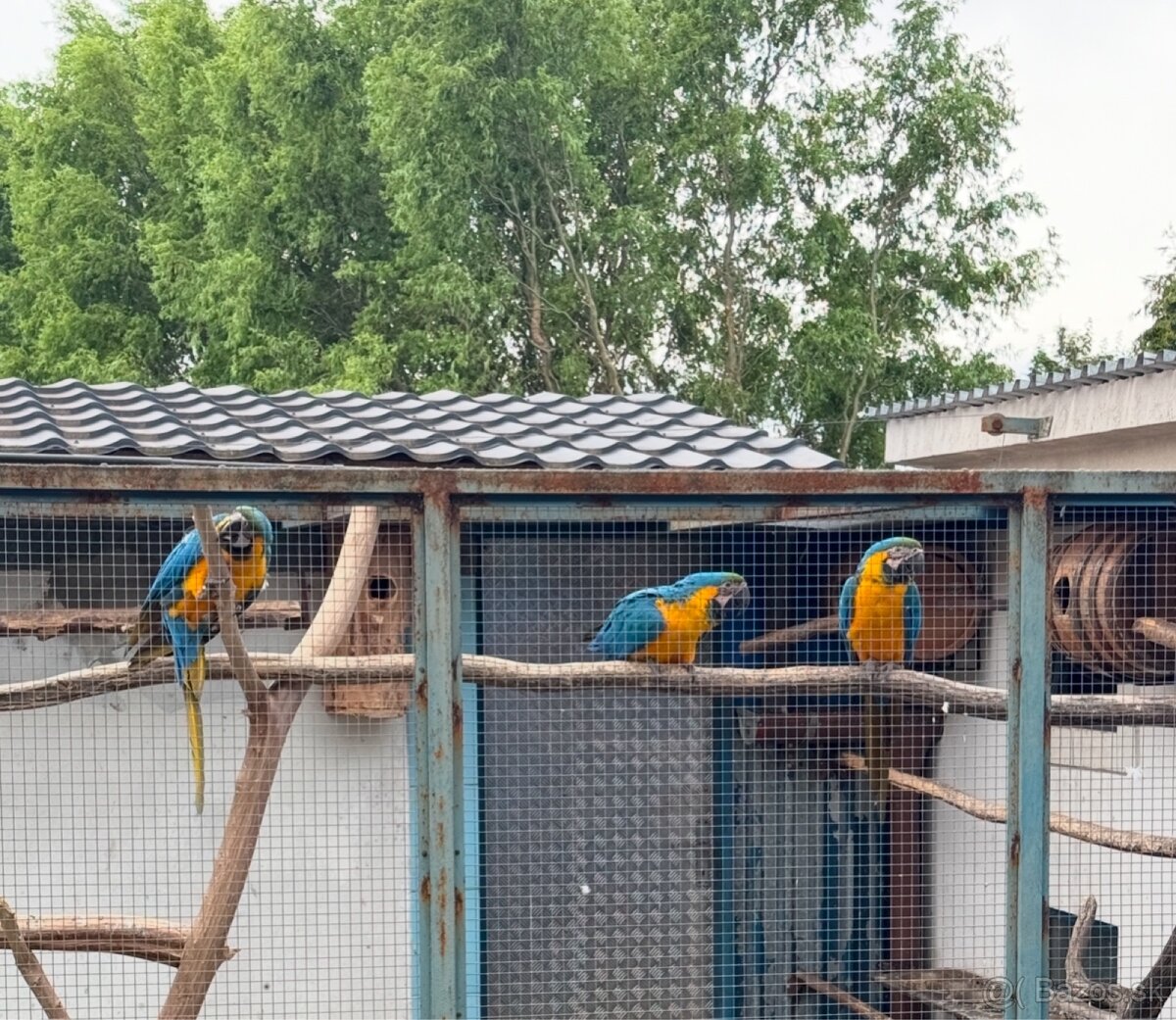 Ara ararauna (ara modrozlta) - 2