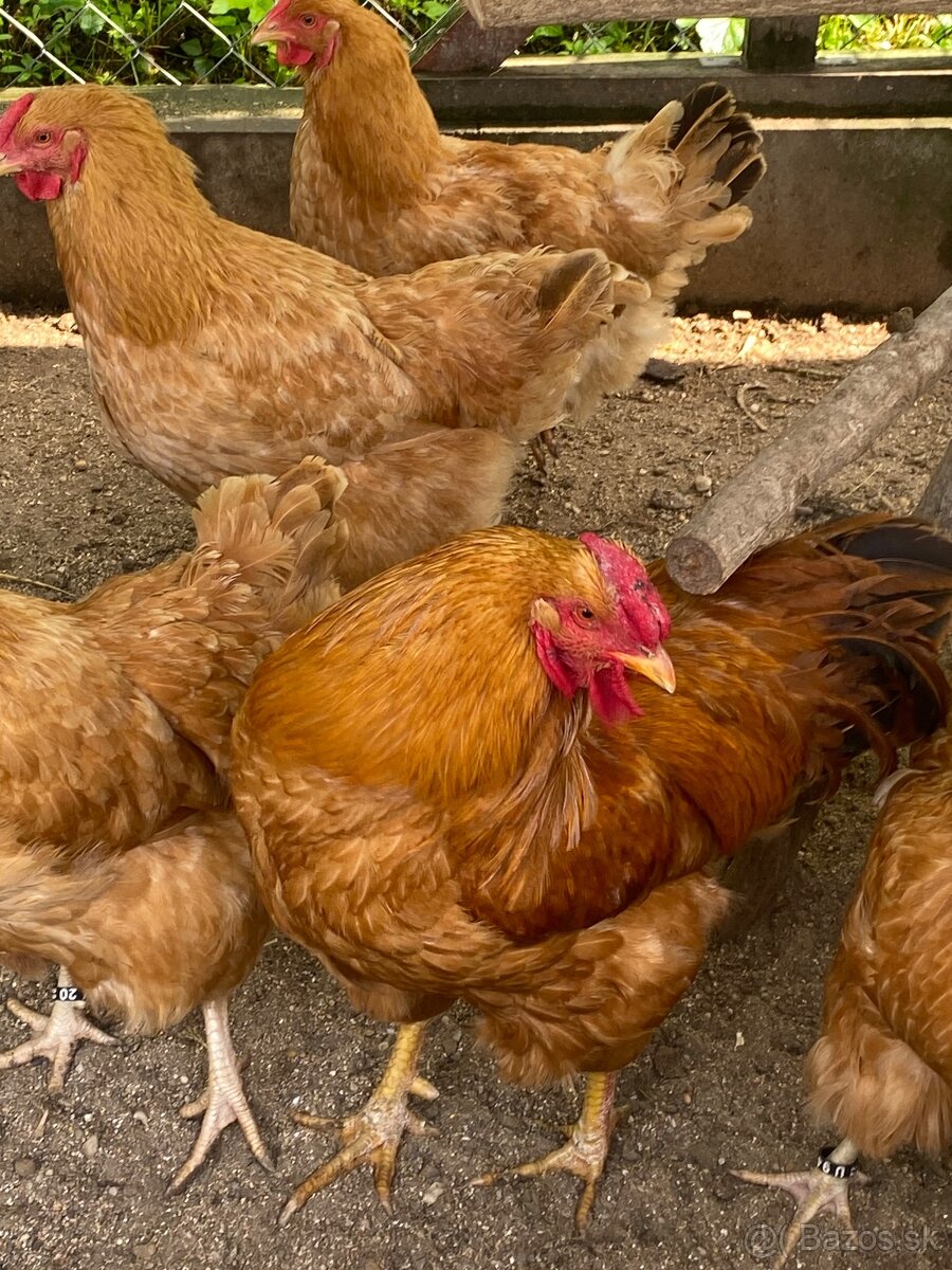 Predám NV Oravka žltohnedá - 2