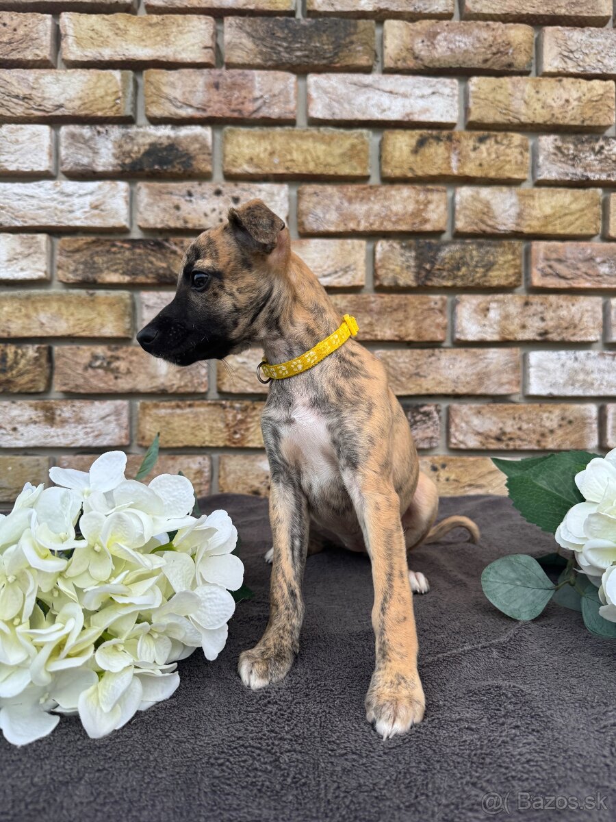 Whippet, Vipet s PP - 2