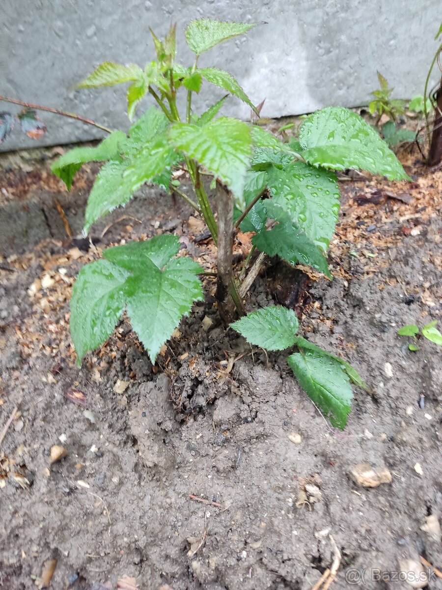 ČERNICA BLACK SATIN sadenice 1 ročné,+Malina červená - 2