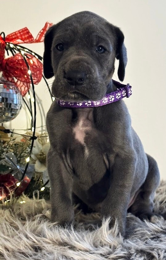 Německá doga modrá s PP - 1 měsíc - 2