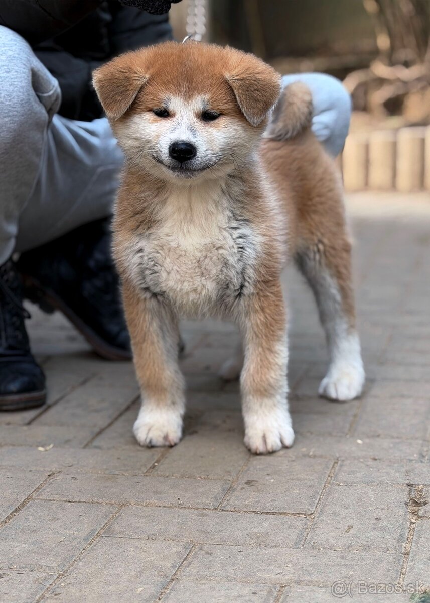 Japonská Akita Inu s PP - 2