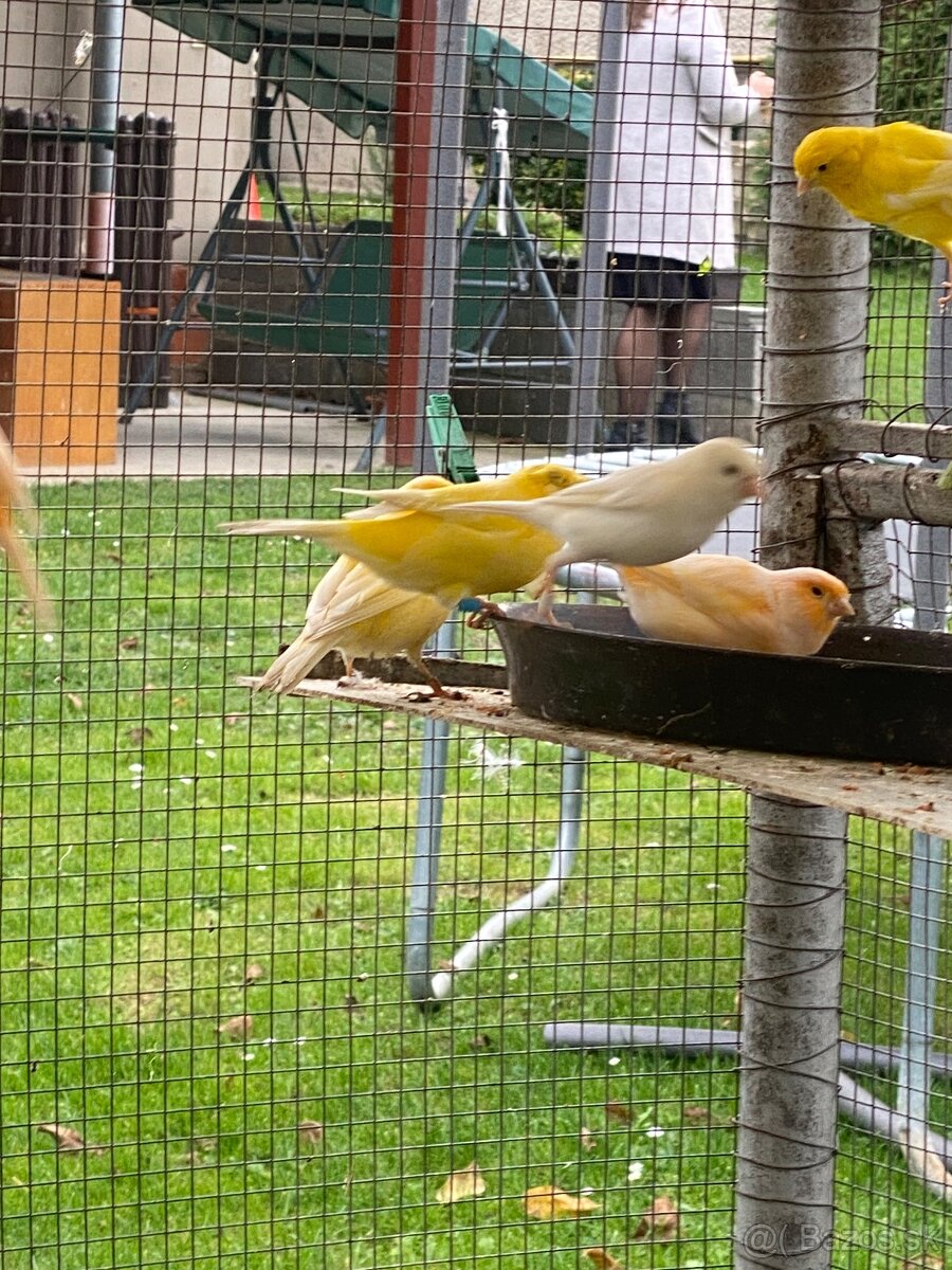 Predám kanáriky - 2