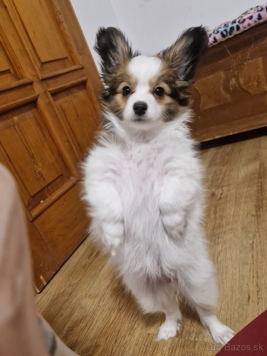 Papillon, phalene - šteniatka - 2