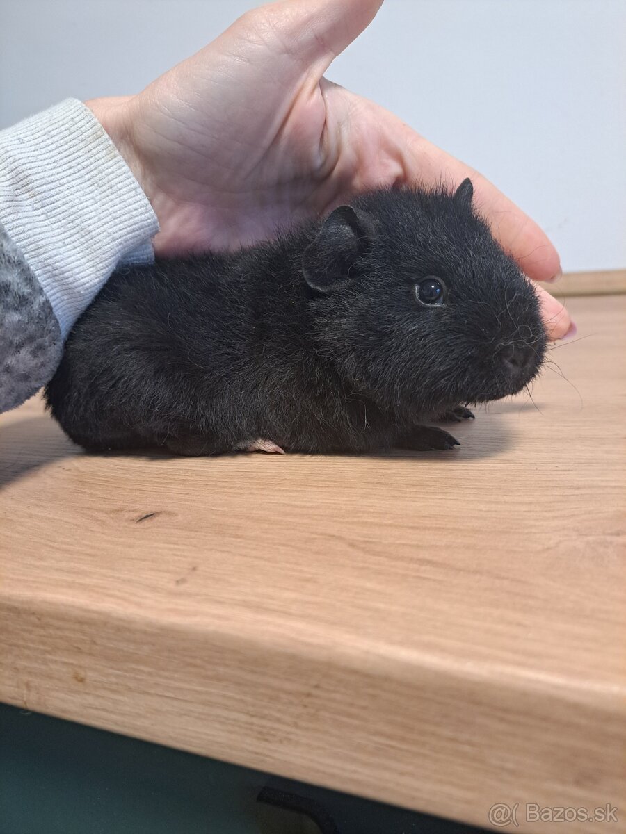 Samička us teddy - 2