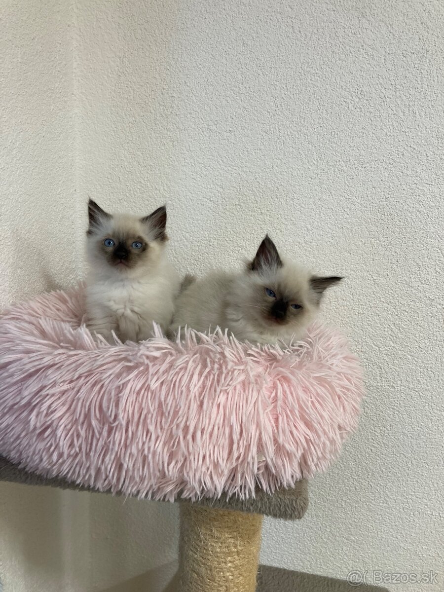 Ragdoll mačičky - 2