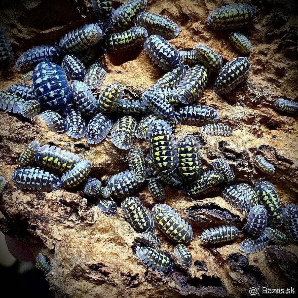Armadillidium gestroi - 2