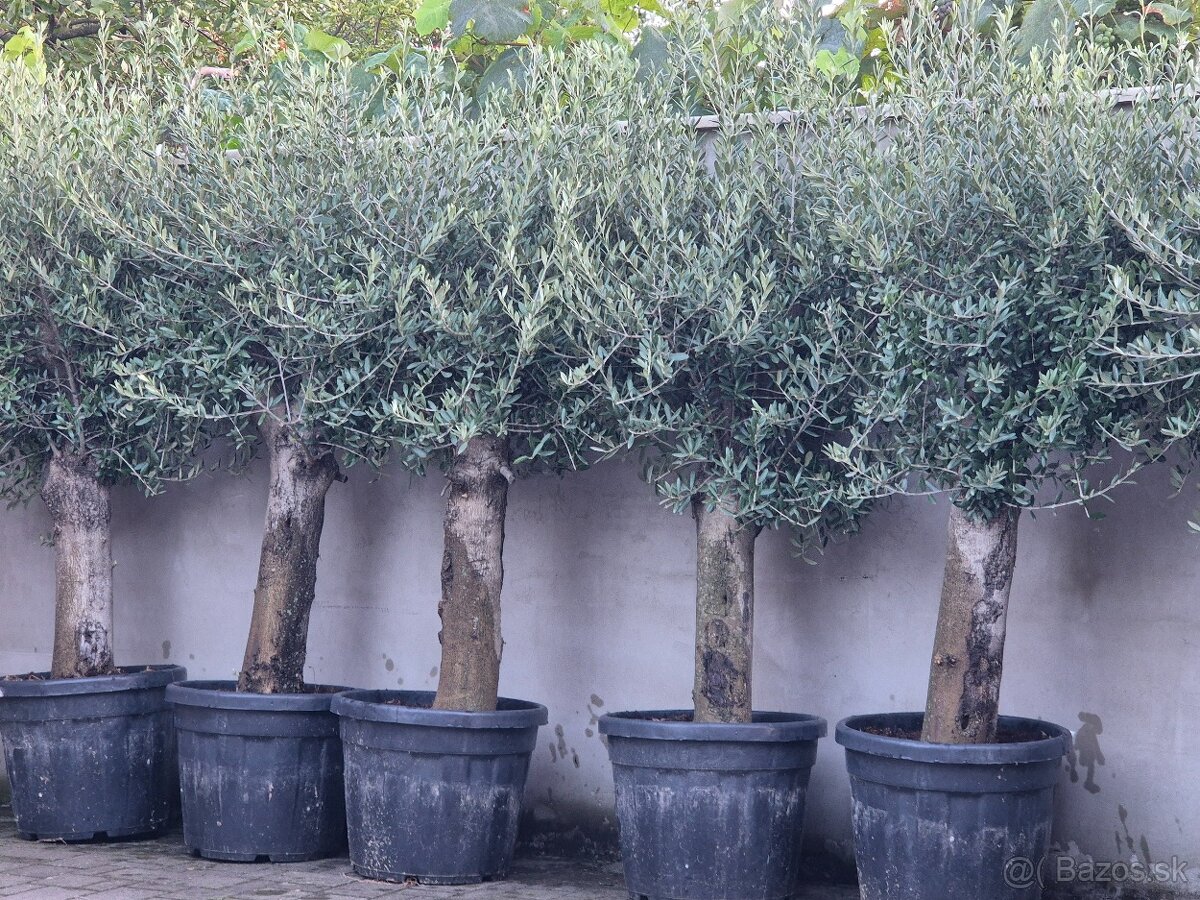 Predám olivovníky - 2