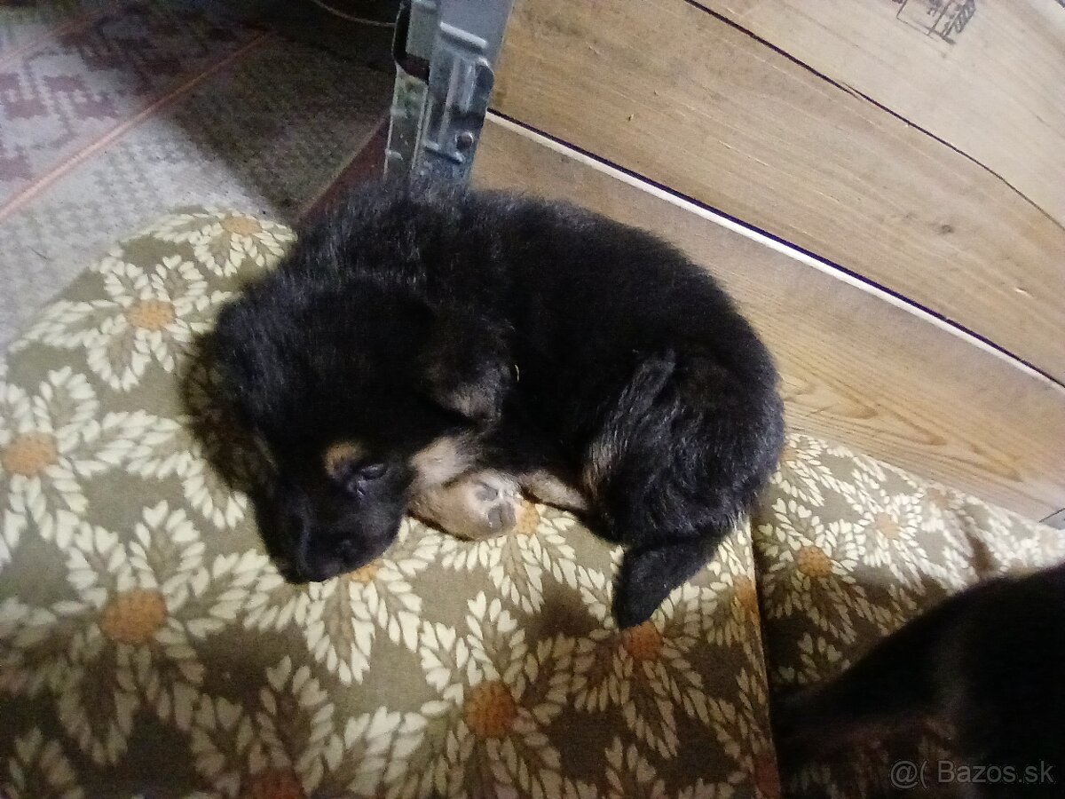 Nemecký ovčiak šteniatka - 2