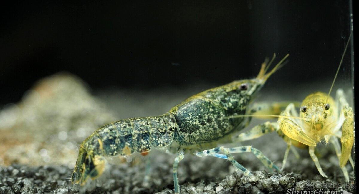 Mini raciky cambarelus diminutus - 2