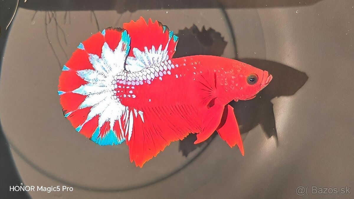 Betty - Bojovnice - 2