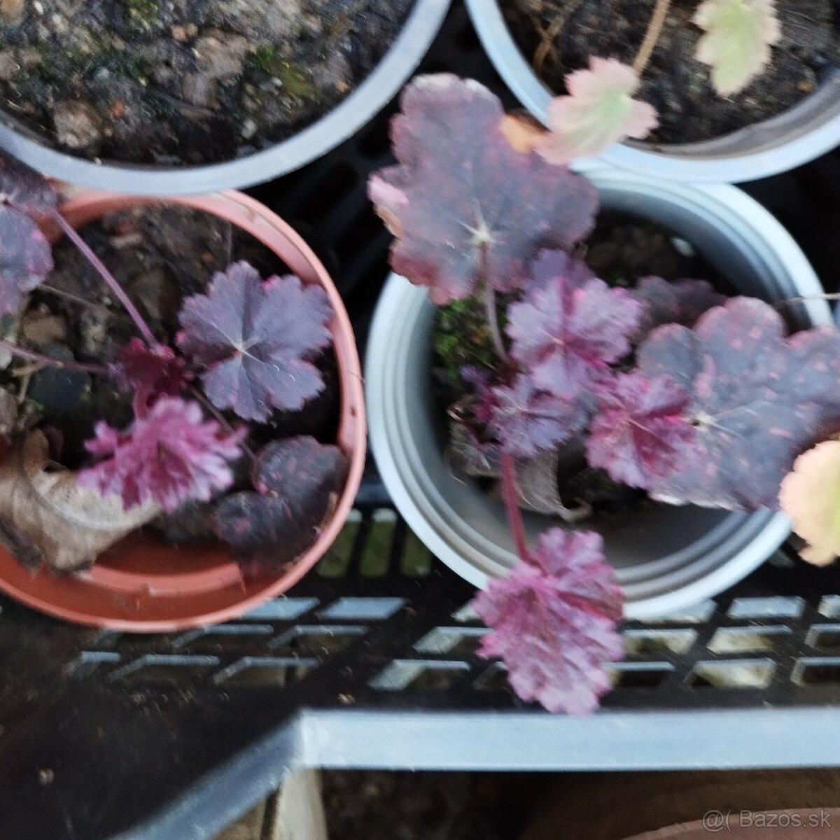 Heuchera - záhradný muškát - 2