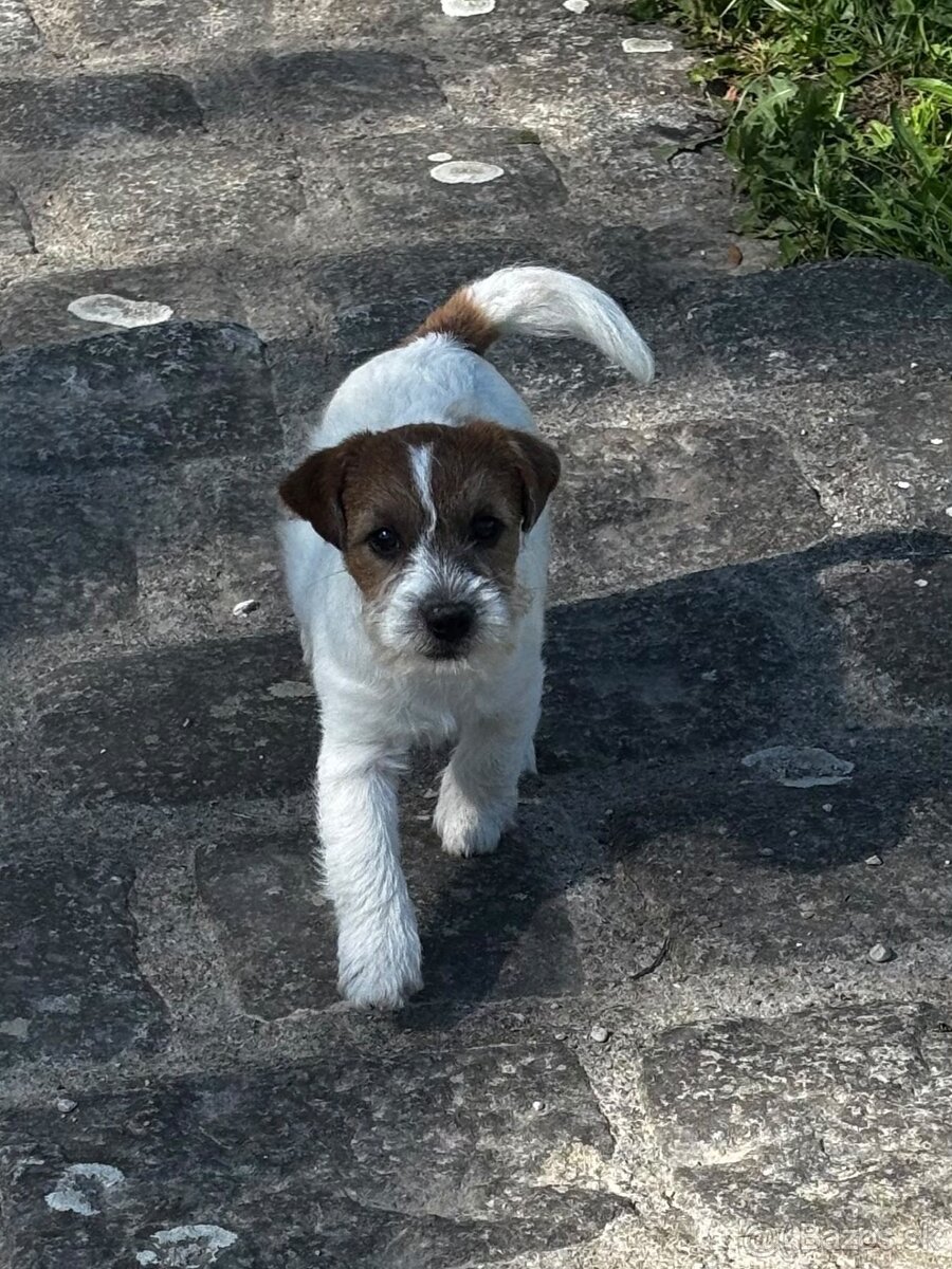 Jack Russell teriér - 2