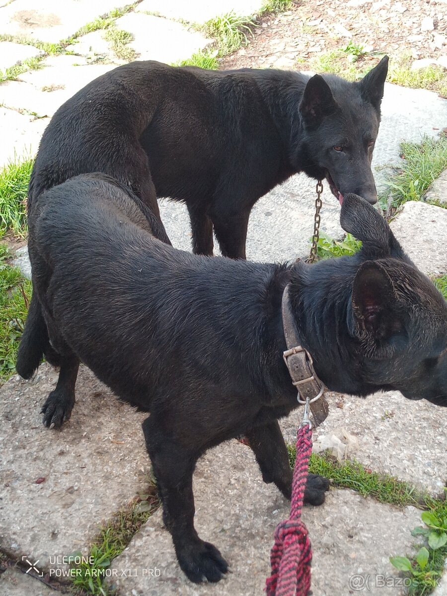 Nemecký ovčiak - 2