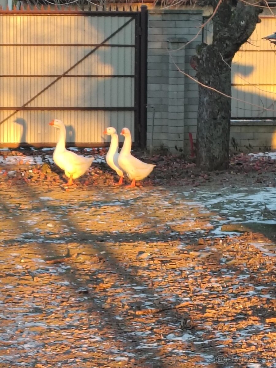 Predám Lindovské husi - 2