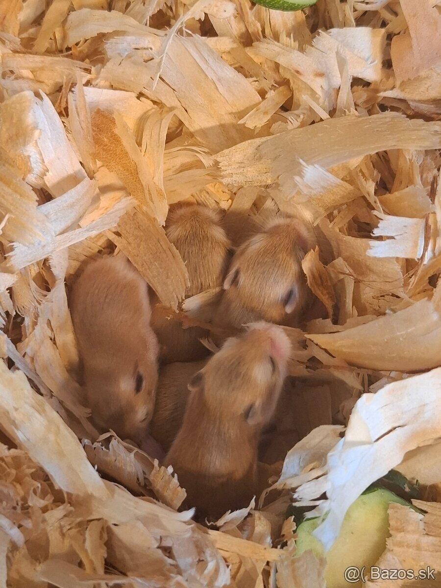 Škrečok roborovský - Phodopus roborovskii - 2