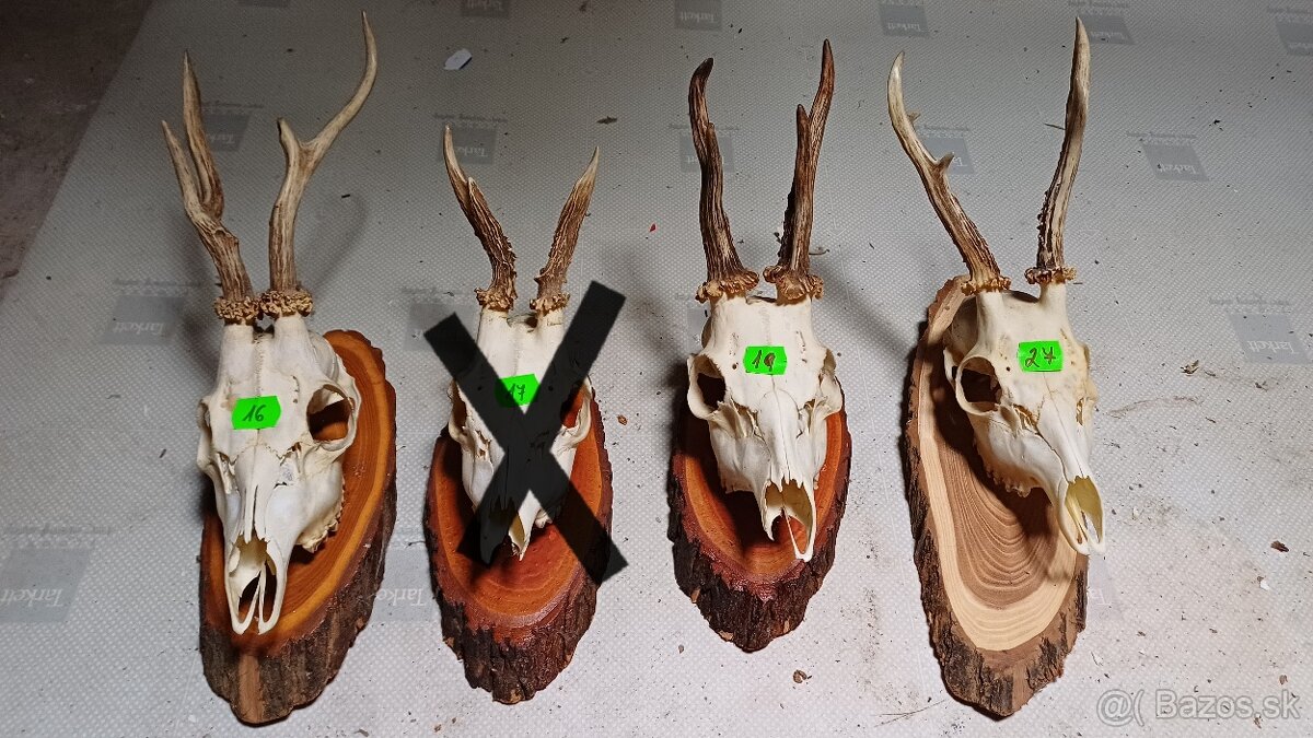 Trofeje - srnec, parožie - 2