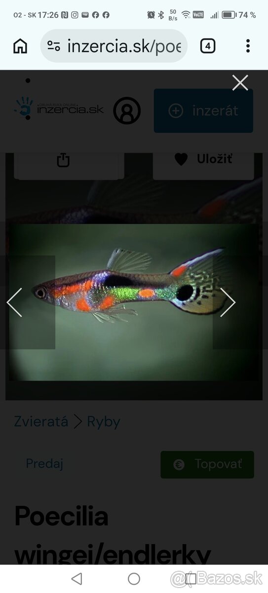 Endlerky Poecilia wingei - 2